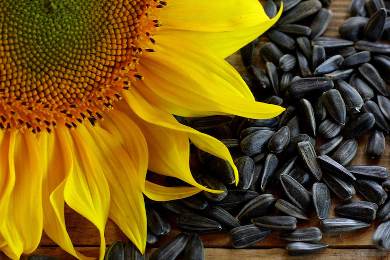 04 zs sunflower seeds 66 ab - مواد غذایی سرشار از منیزیم و میزان موجود در آنها