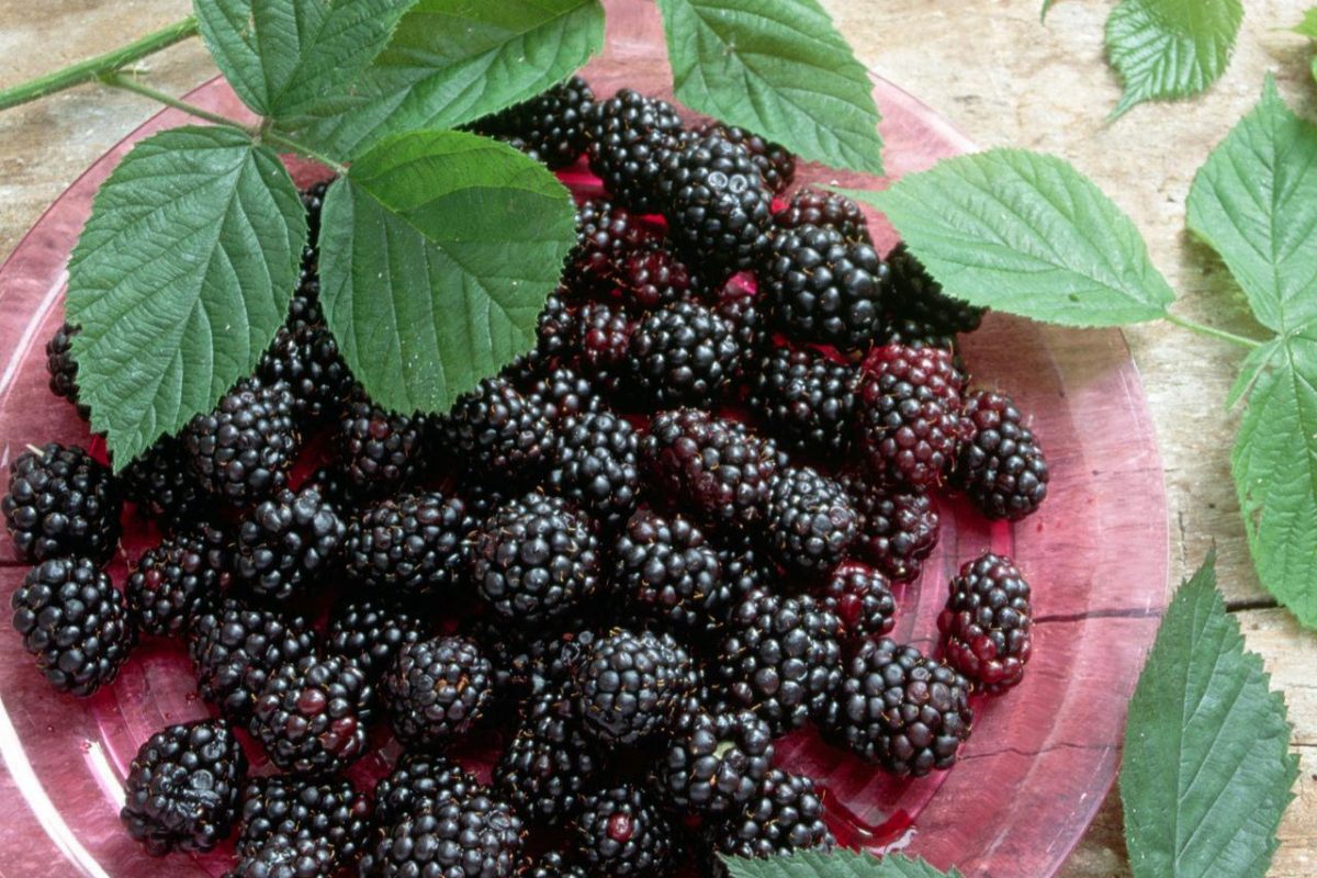 Properties Blackberry 1 1200x800 - مواد غذایی دارای ویتامین K و تامین ویتامین K مورد نیاز بدن