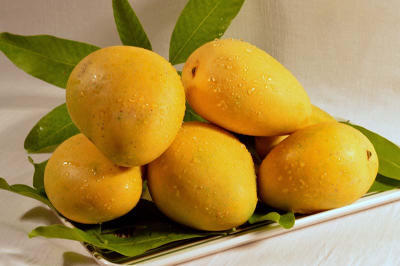 andhra mangoes - مواد غذایی سرشار از ویتامین C برای تامین میزان ویتامین C مورد نیاز بدن