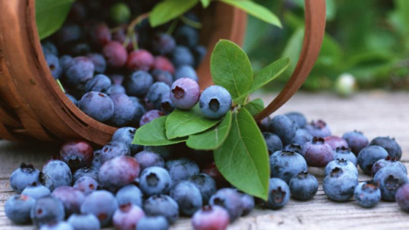 how to grow blueberries 20150416163651 q75dx800y u1r1g0c  - مواد غذایی دارای ویتامین K و تامین ویتامین K مورد نیاز بدن