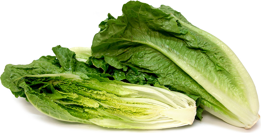 romaine lettuce 1 - مواد غذایی سرشار از ویتامین آ و چند توصیه برای دریافت ویتامین آ بیشتر