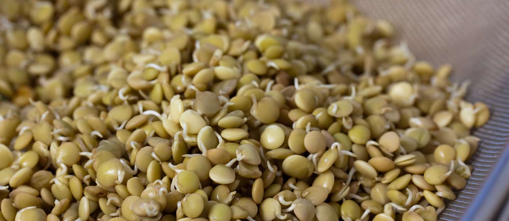 NF Apr28 Cooked Beans or Sprouted Beans - خواص جوانه ها ؛ تامین ویتامین ها و املاح مورد نیاز بدن با مصرف جوانه ها