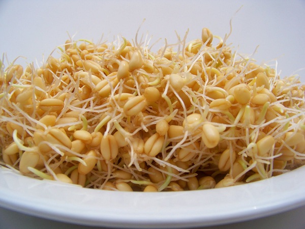 wheat sprouts drfit.ir  - خواص جوانه ها ؛ تامین ویتامین ها و املاح مورد نیاز بدن با مصرف جوانه ها