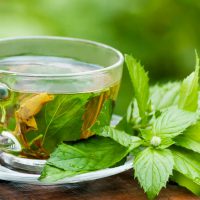چای سبز و مقابله با باکتری‌های مقاوم به آنتی‌بیوتیک