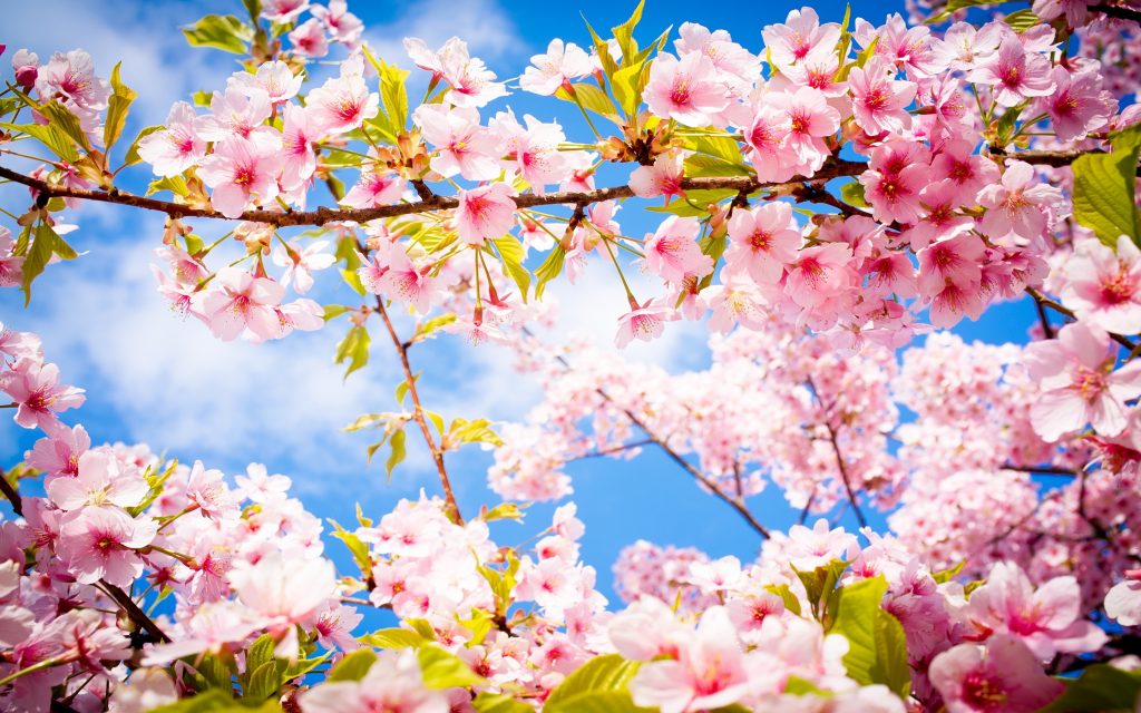 cherry blossom spring فصل بهار 1024x640 1 - تغذیه مناسب در فصل بهار