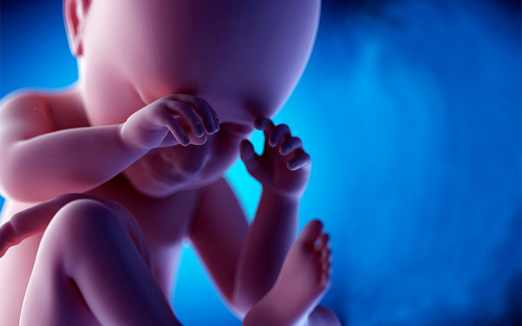 brain development fetus - تاثیر کافئین بر تغییر مغز جنین